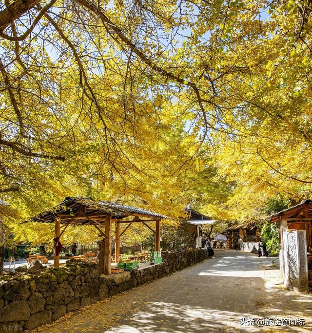 腾冲银杏爆火攻略，藏在金黄里的秋日浪漫，3天玩出氛围感