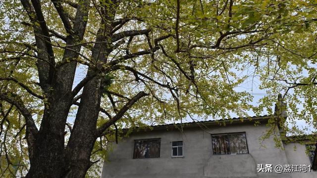 游长岗岭古村，观飘黄银杏