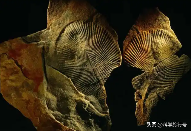 地球是个巨大的培养皿？失败品被一键清除？神秘的埃迪卡拉生物