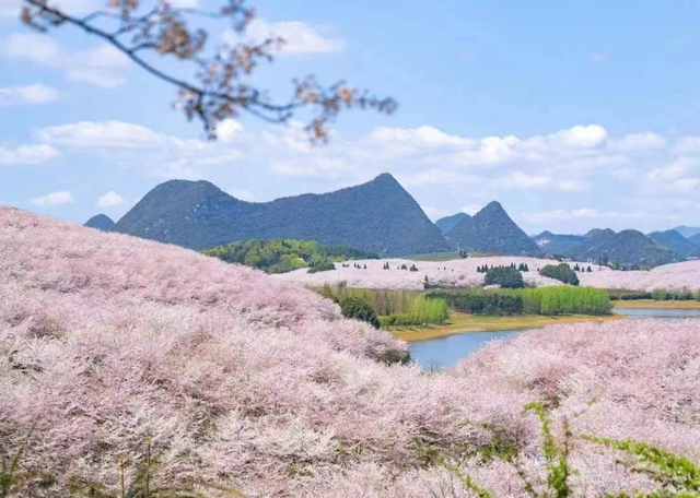 万亩樱雪魅黔中！这片“蓝色星球”最大樱花园竟是如此诞生