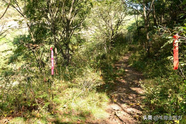 延庆应梦寺（五）：山巅极目收千嶂，林海听风涤尘心