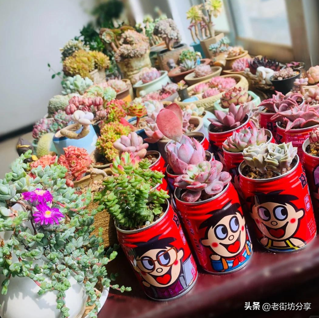 北京一男子因“易拉罐养多肉”引围观，进门见笑脸，又旺又治愈！