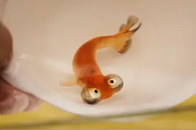 分享十二种不用加热棒也能养的观赏鱼，今后不要只知道买热带鱼了图片