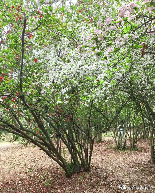 成都城区最佳赏花地，海棠如粉色瀑布、梨花素雅如雪，壮观惊艳！