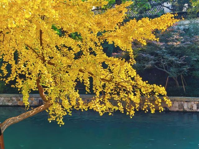 银杏鎏金，满城秋意关不住