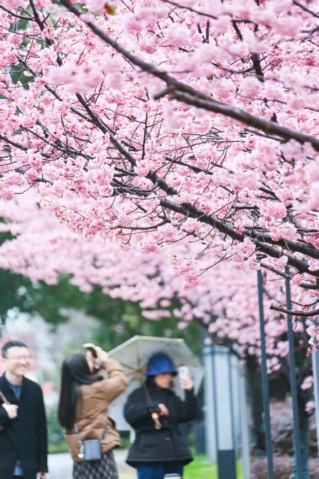 无锡的樱花都美成这样了！