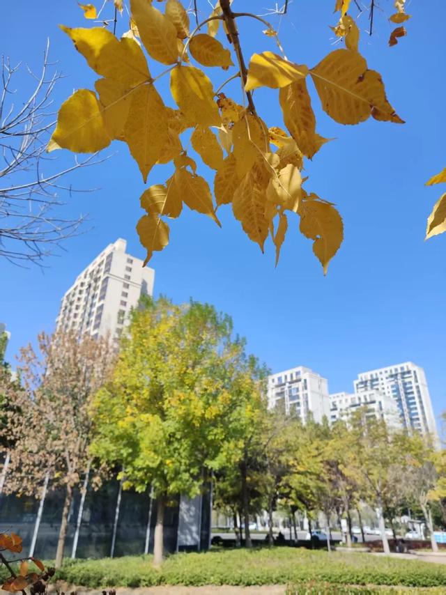 自然盛宴！橙黄橘绿好景时，市民中心初冬的“限定美景”已上线！