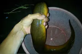 村民捉了一条2斤重的黄鳝，村里老人看后让直接扔了，为什么?图片