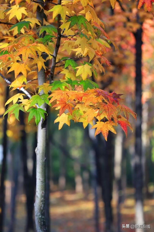 立冬已至，潍坊的秋意仍浓，这里的风景绝美