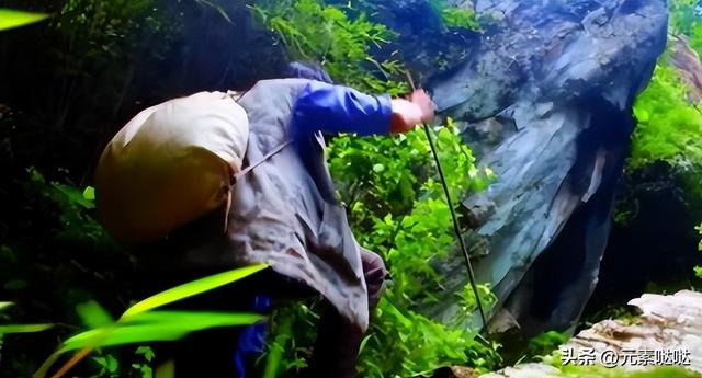 2万6一斤的燕窝怎么来？看四川大叔飞崖取窝，儿子：打死不做这