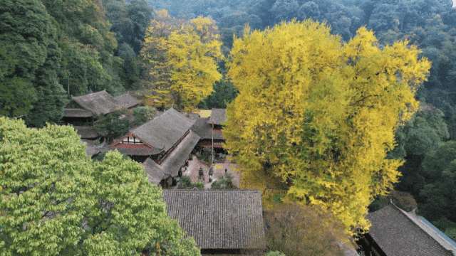 美疯！我就说初冬的都江堰有真东西！