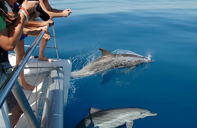 惊险！女子生理期潜水被鲨鱼咬伤，专家：血腥味有刺激