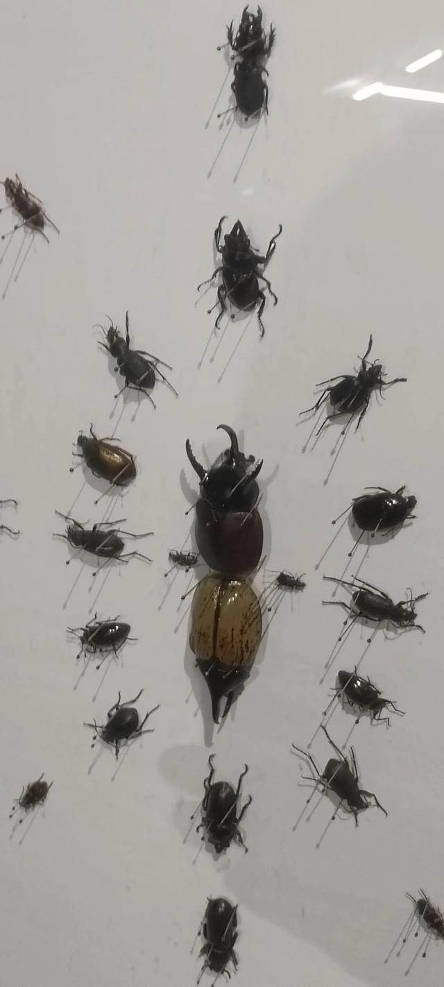 西安长安云昆虫展你来了吗