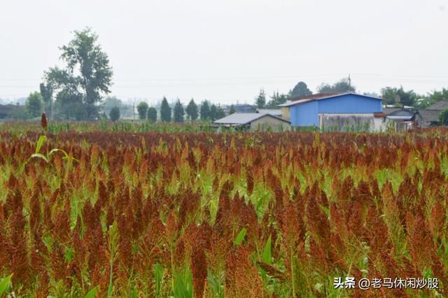 五方村的高粱红了，正是拍照打卡时