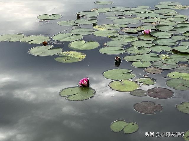 成都最近的原野公园，超级惊艳，一个湖风景就是王者，公交直达！