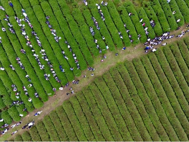 奋进的南平·我们的“十四五”｜从武夷山“一枝独秀”到全域“多点开花”，南平文旅频出圈