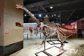 大年初一到重庆园博园看“恐龙”！禄丰龙全国巡展重庆站启幕图片