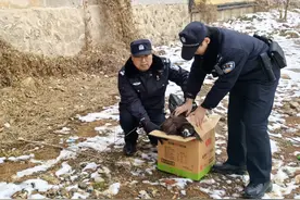 山西森林公安成功救助一只国家一级保护动物秃鹫图片