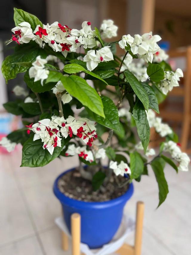 泉州一老街，有一株“龙吐珠”开成花墙，看到的人都直呼“太美”
