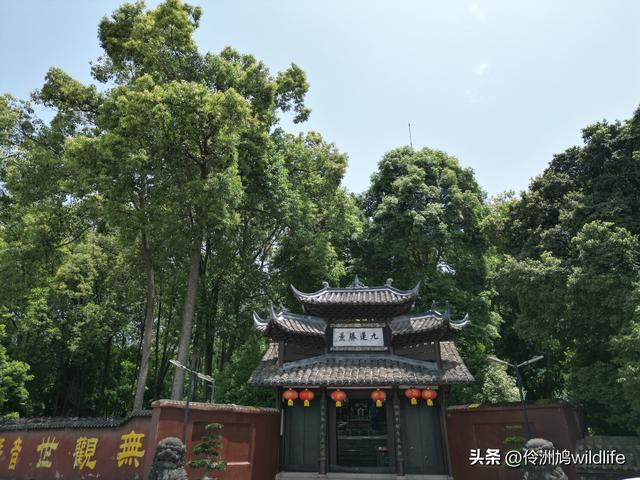 成都徒步（64）·新津篇③观音寺