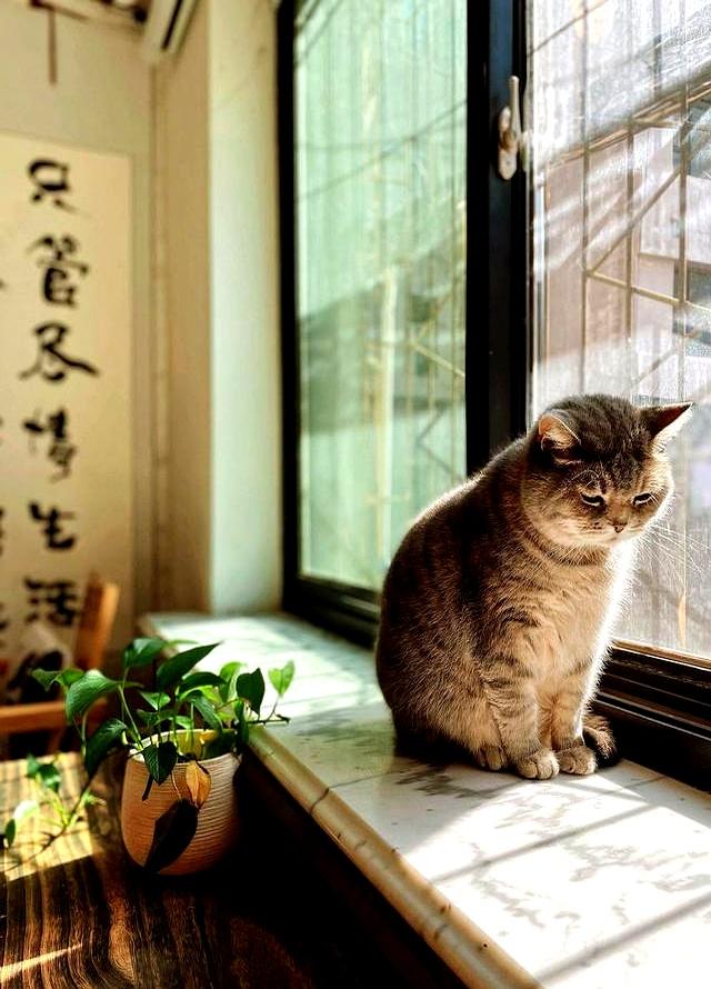 若猫咪有这6种表现，说明它抑郁了，别不放在心上！