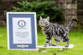 浙江一猫咪玩滑板创吉尼斯世界纪录：12.85秒滑行10米！主人称偶然发现其天分图片