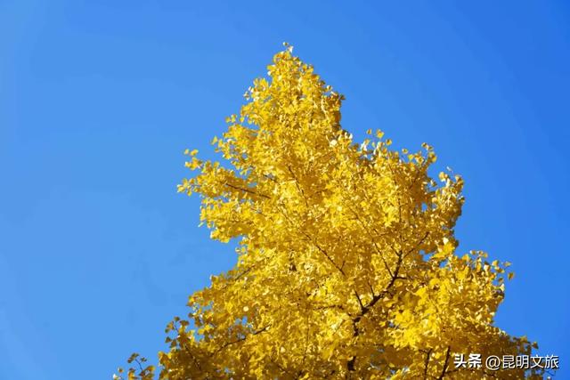 昆明冬日限定的金色浪漫，已加载完成！就藏在昆明这条街……