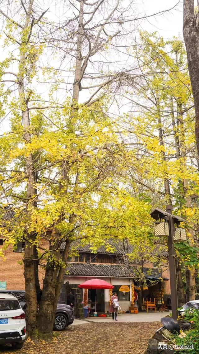 千年银杏染醉腾冲秋——走进“中国银杏第一村”