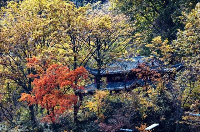 利州＝梦幻秋色打卡地