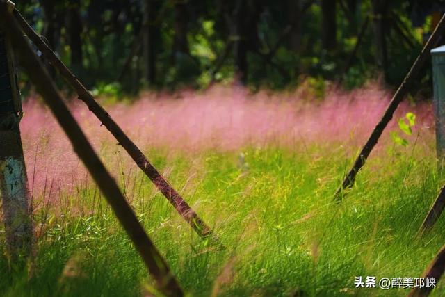 花漾邛州 | 秋日限定美景，粉黛登场！