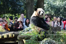 成都出发看熊猫可以去哪些地方？图片