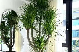 6种“长命树”，再穷也要栽一棵在家里，吉祥还好养！图片