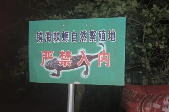 野外仅存600多只！浙江4人徒手抓26只	，价值10多万