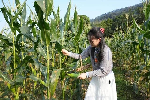 泥烩鸡、采摘、露营、民宿……肇庆这个500亩庄园，太会玩了！