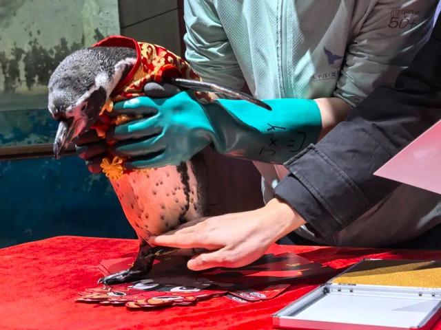 限量企鹅“福印”！海淀这个“海底世界”水下送惊喜