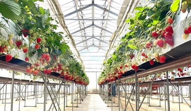 东京采草莓景点10选：新宿、涩谷当日来回、多样草莓品种吃到饱