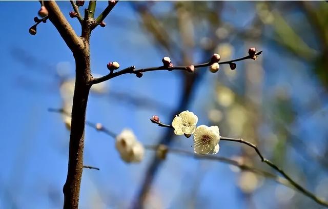 五龙潭公园梅花开了！快来打卡冬日限定美好