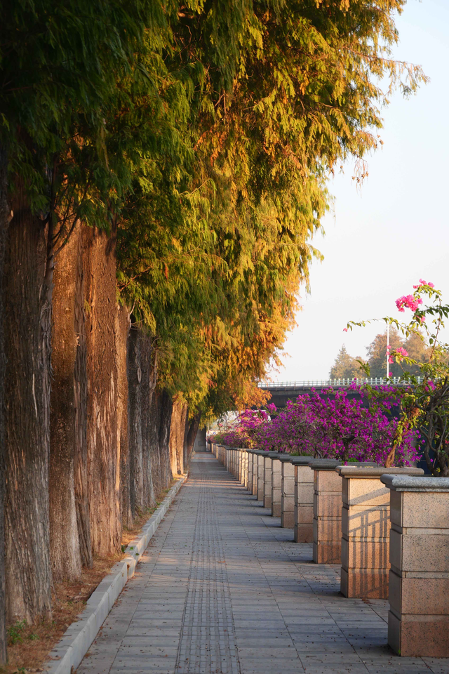 图集 | 顺德落羽杉悄然“换装”，等你来打卡“秋天的味道”