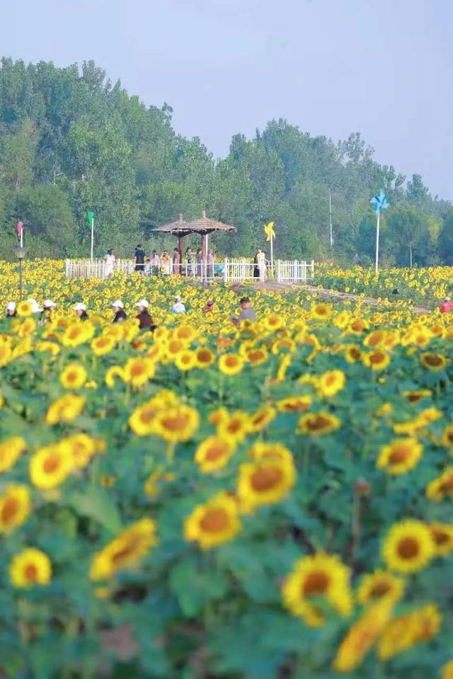 快看花开了！惊艳震撼！这么一大片！就在日照这里！