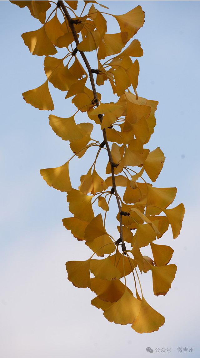 银杏黄了！氛围感天花板！快约上搭子冲！