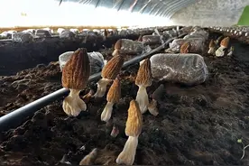 南山羊肚菌种出好“丰”景图片