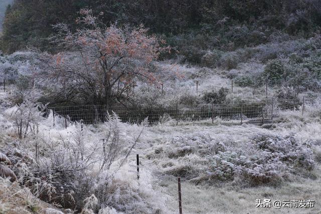 保山龙陵：霜压草甸像撒了一层糖粉