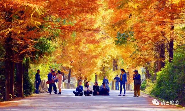 秋色浓度超标!汉中这座小城值得奔赴!