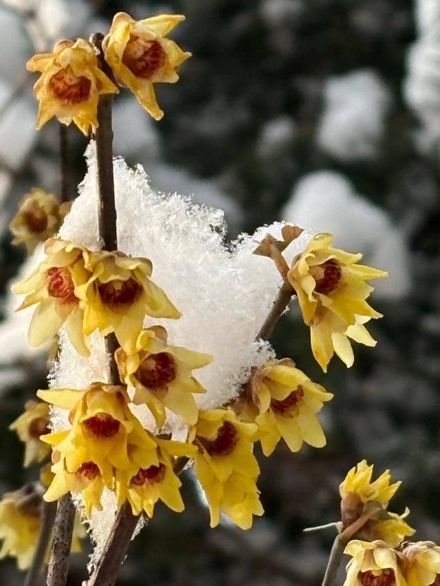 雪后的国家植物园如仙境