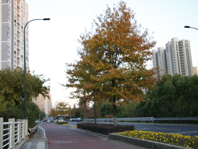 超出片！江阴这些地方“红了”！