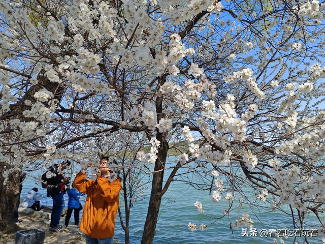 北京公园赏花记