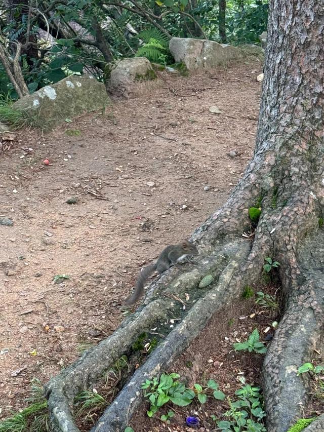 徒步三山五岳：安徽黄山！