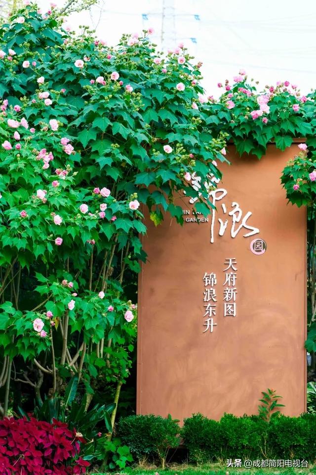 【图说·简阳】芙蓉映城郭：一城秋韵一城花