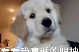 表情包丨抱大腿图片