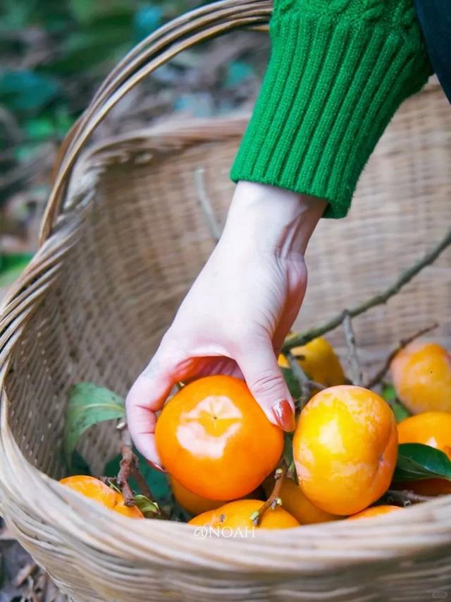 就这一口柿子，盼到冬天了！